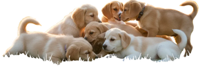 PIONEER PET GEAR - Home
